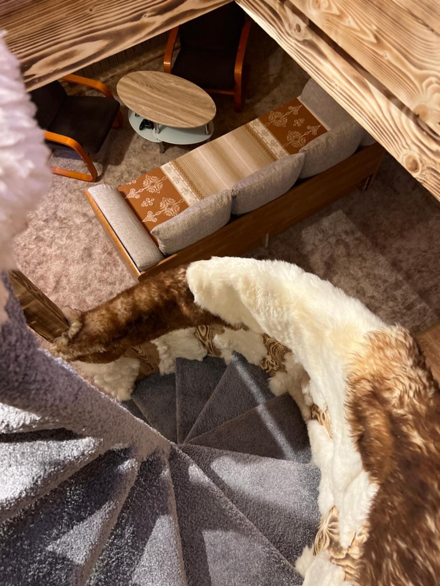 Apartamenty I Domki Taterka Kościelisko Extérieur photo